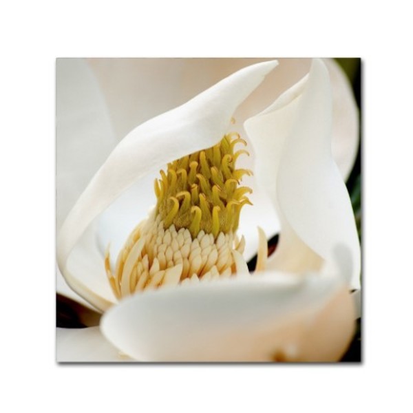 Trademark Fine Art Lori Hutchison 'magnolia blossom' Canvas Art, 18x18 ALI12662-C1818GG
